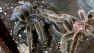Grammostola porteri (Rose Hair) Mating Attempt