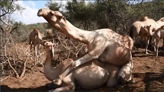African Camel Mating