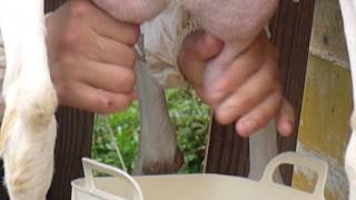 GO GO GOAT!40 Milking Goat 2 ---close up
