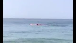 Shark eats seal just offshore in Provincetown at Race Point Beach
