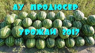 АУ Продюсер. Убранный урожай.  20.08.17