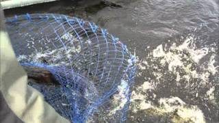 Graphiteleader Tiro 762L