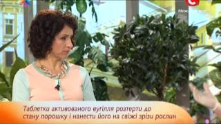 Спасаем комнатные растения от вредителей и болезней - Все буде добре - Выпуск 282 - 05.11.2013