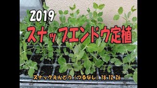 スナップエンドウ定植・2019.1.2_K-BASE