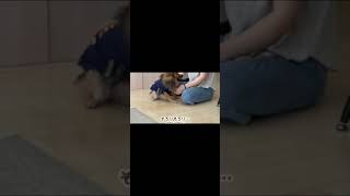 ポメラニアンと仲良くしようとするカワウソが健気すぎる otter trying to befriend a Pomeranian is too healthy. #shorts