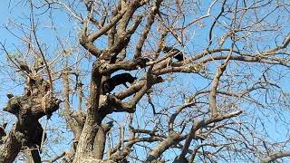#catfight #intersting #onthetree