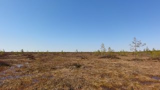 Охота на гуся на болотах (должна была быть, но гуся почти не было). 4 дня в лесу.