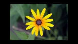Pack Nature Wallpaper/Pack d'arrières plan/خلفيات جميلة للويندوز