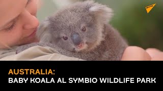Australia, baby koala al Symbio Wildlife Park