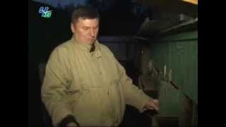 Чупакабра в Чехове.Трехпалые следы.