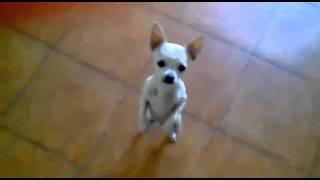 Chihuahua dancing Flamenco - Chihuahua dança//Чихуа-хуа танцует