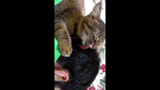Кот Камыш вылизывает хозяина cat licking his owner
