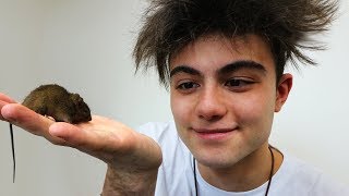 SALVANDO A VIDA DE UM RATINHO