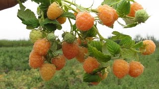 97.Малина! Большой урожай закладывается осенью.