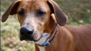 Jeremy is a Lab/Hound Mix Waiting For the Perfect Home