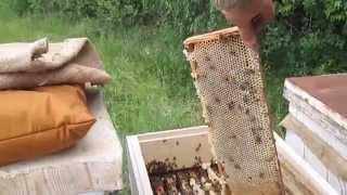 Отбор меда от семьи бакфаст линия B 33 BZF Selection of honey from the family buckfast line B 33