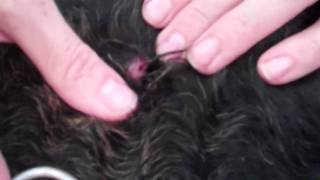 Squeezing Puss out of Isis's Cyst