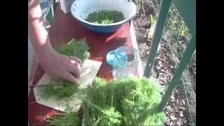 Засолка укропа на зиму.Salting dill for winter