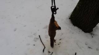 трофей на закрытие. охота на куницу. trapping