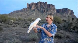 touching and handling your bird