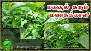 Black Nightshade /மகசூல் தரும் மணதக்காளி  கீரையின் பயன்கள் - ரத்தக்கழிச்சல் நோய்க்கு பயன்படுகிறது