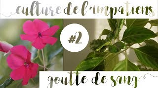 Culture et entretien de l'impatiens goutte de sang | Partie 2