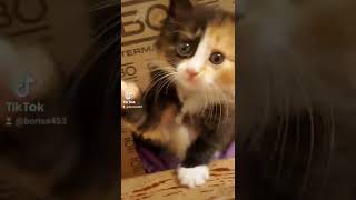 киска. малышка. редкая. зверек.