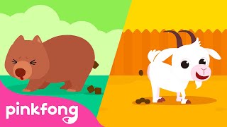 Popó, Cucú | Aprende los Animales | Animales para Niños | Pinkfong Canciones ​Infantiles