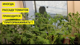 Выращивание рассады. Как затормозить рост рассады томатов?