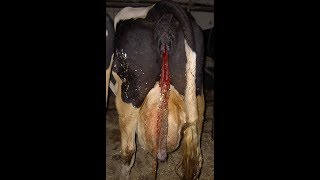 #10_Подробно о ЗАДЕРЖКЕ ПОСЛЕДА, то что не делают, а должны!!! Совет ветеринара!!!