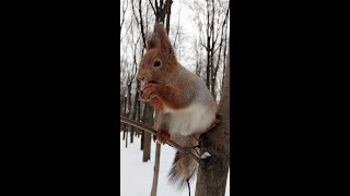 Ушастик красавчик / Ushastik handsome