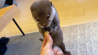 ホタテ等をすごく食べたそうにするカワウソの反応が… 笑 I prepared a feast of whitebait and scallops for the otter.