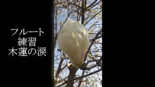 フルート練習　木蓮の涙