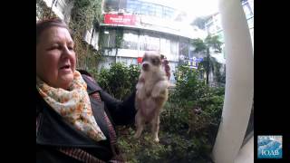 В Сочи есть месь собак с хомяками!!! Цена 3000 руб!!! SOCHI-ЮДВ |Недвижимость Cочи ||Квартиры в Cочи