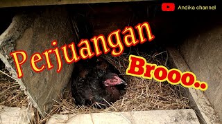 Perjuangan seekor INDUK AYAM