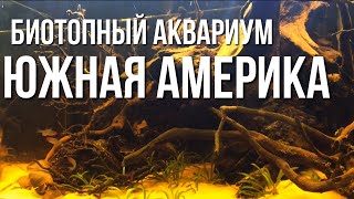 БИОТОПНЫЙ АКВАРИУМ, Южная Америка! Апистограмма, торакатум, родостомус