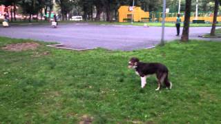 остановка кузя stop command