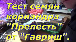 Тест семян кориандра "Прелесть" от "Гавриш".