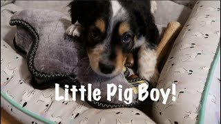 Little Pig Boy!