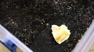 Breeding White Worms Video