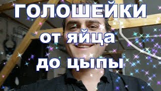 Инкубация ГОЛОШЕЙКИ отличный вывод