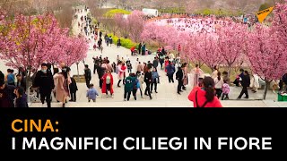 Cina: i magnifici ciliegi in fiore