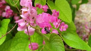 LEBAH MADU KELULUT | LEBAH TANPA SENGAT (STINGLESS BEE) | TRIGONA SP.