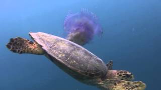 Hawksbill Sea Turtle vs Jellyfish