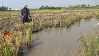 Bắt Cá Cạn Sau Mùa Gặt (Pou Phung) Catch fish