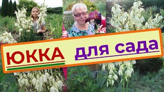 Юкка нитчатая (Yucca filamentosa) садовая, уход, размножение и пересадка