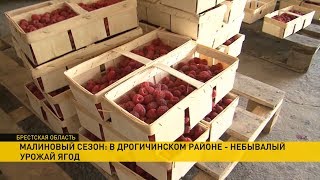 Сезон малины. Небывалый урожай ягод ожидают в Дрогичинском районе. Цены могут пойти вниз