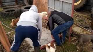 Terrier Jack Russell Day Ratting With Dogs Killing Vermin "Please Read Description"