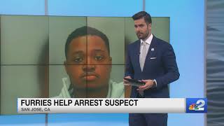 Furries take down man accused of punching woman