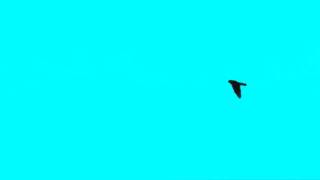 FOR CHROMA KEY SFX - FLYING BIRD, 5 different crossings - OISEAU VOLANT, 5 passages différents